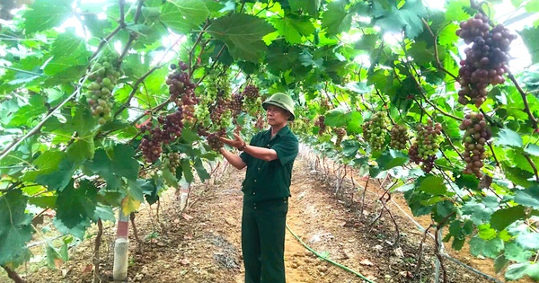 El cultivo de uvas negras de verano, una planta sin semillas en las tierras costeras de Ha Tinh, con frutos colgantes, sorprendió a todo el pueblo.