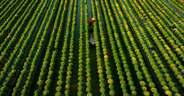 Admira el pueblo de flores más hermoso de Vietnam en los días previos al Tet