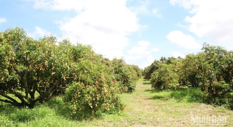 [Photo] Lychee harvest season in the Central Highlands photo 1