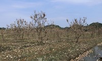 Verwüstung in Yen Bais „königlichem“ Grapefruitanbaugebiet, Bauern in verzweifelter Lage