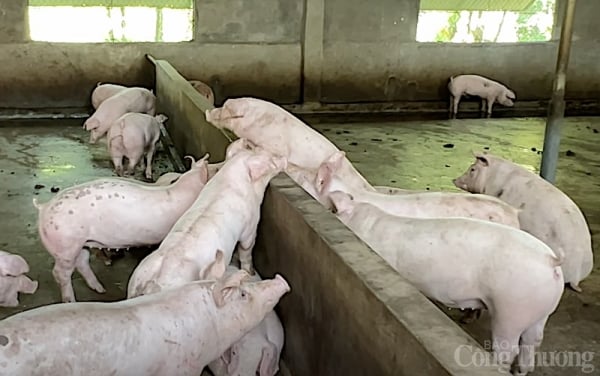 Prix ​​du porc aujourd'hui 9 janvier 2025 : Légère hausse dans le Nord