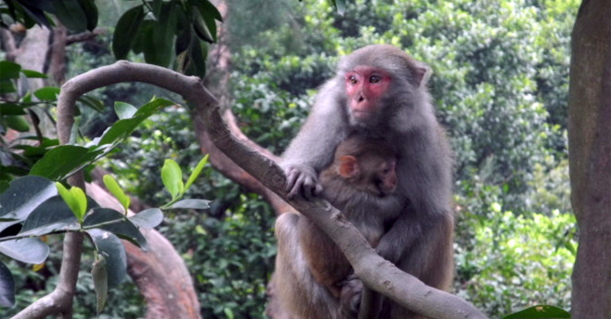 Dong Nai adds a farm raising 14,000 monkeys each year for export