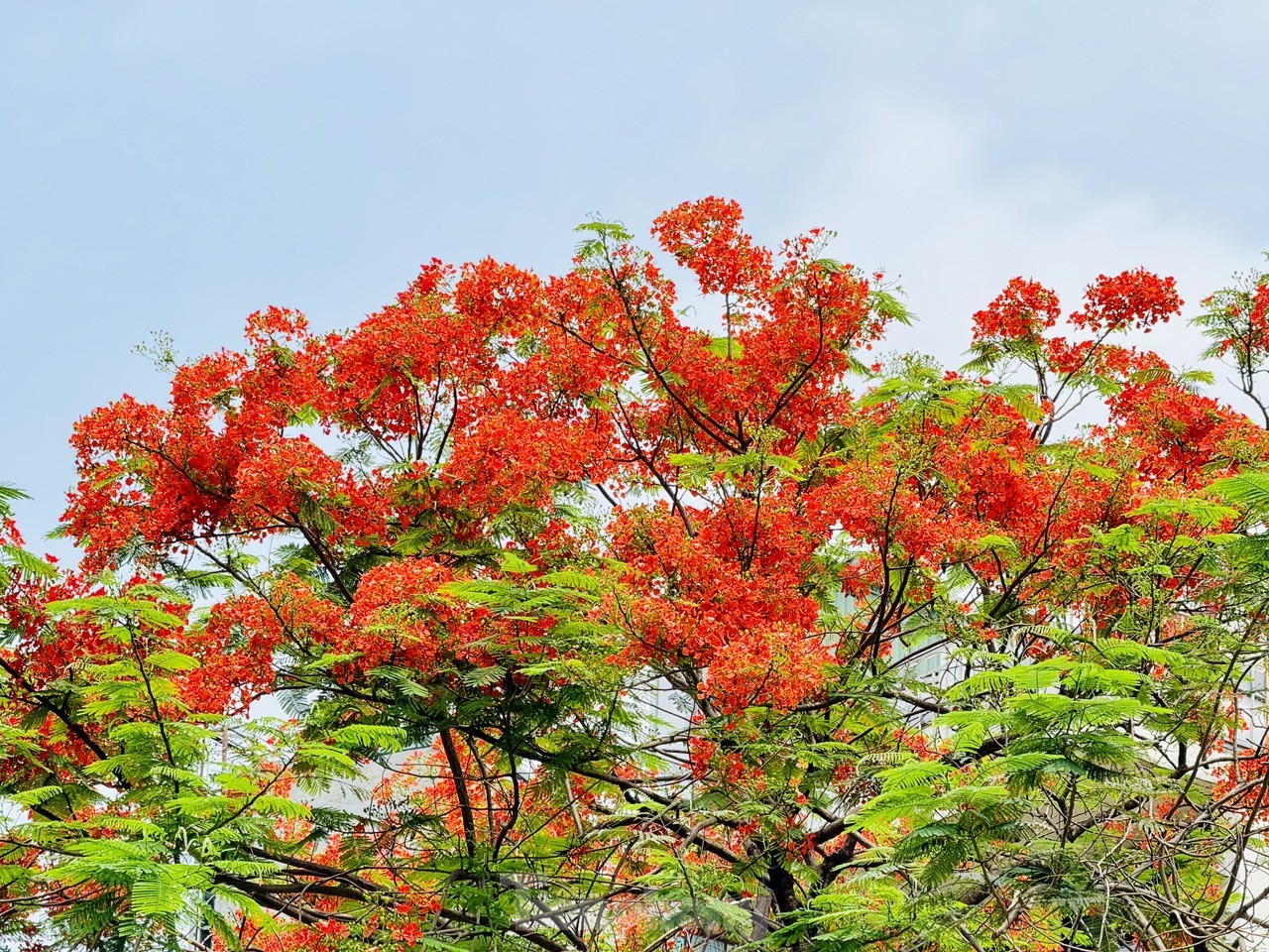 Les fleurs de phénix rouges « illuminent » les rues de Hanoï, photo 14