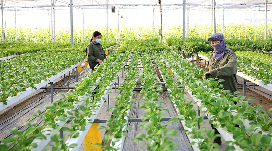Phát triển nông nghiệp bền vững là nhiệm vụ quan trọng để ứng phó với biến đổi khí hậu