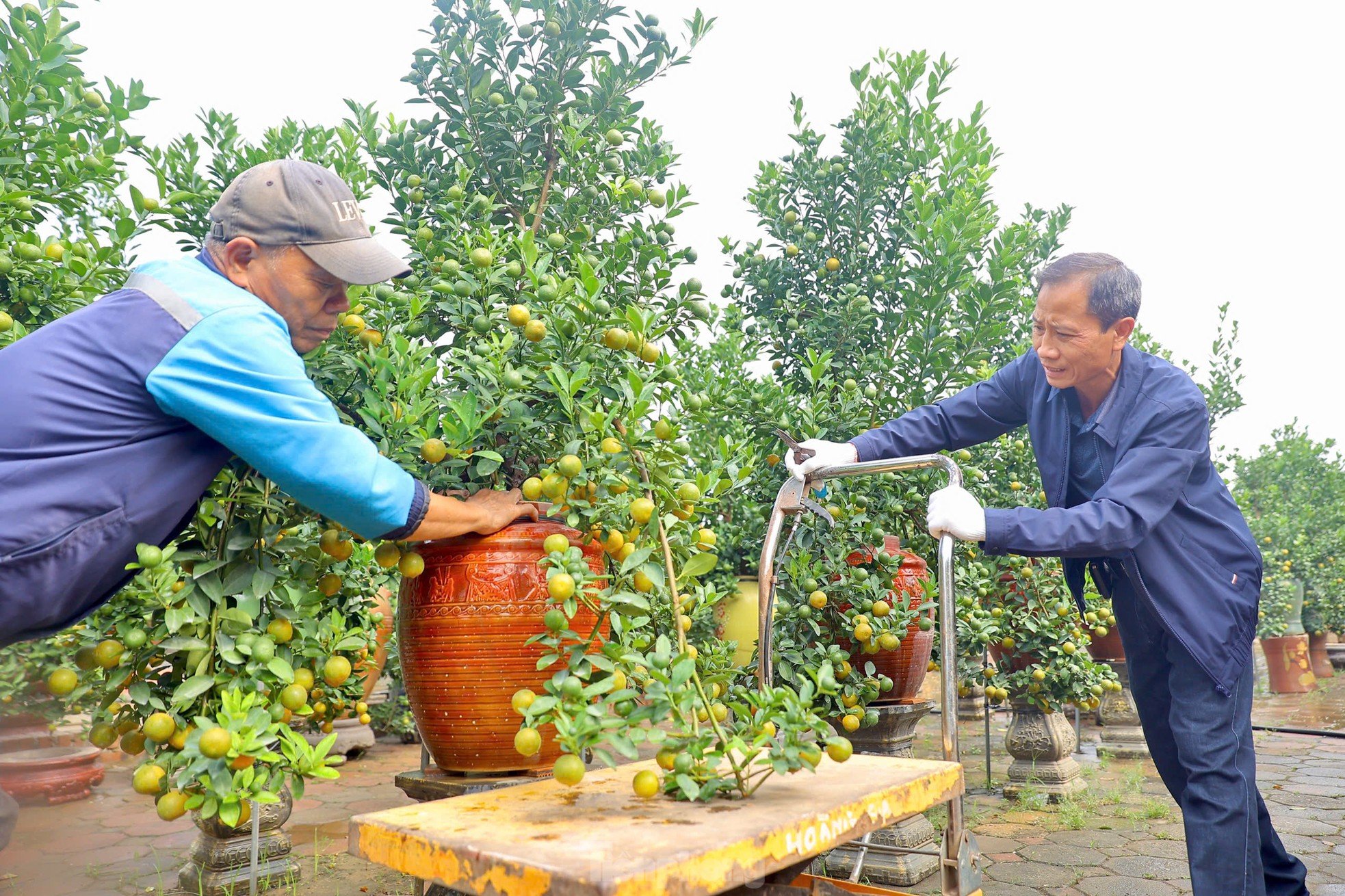 Les kumquats jaunissent, les jardiniers de Tu Lien sont occupés à préparer le Têt photo 7