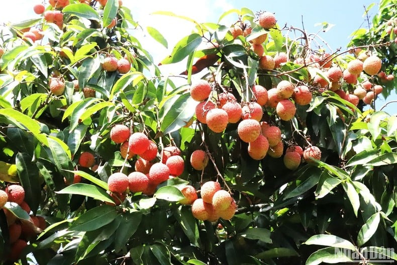 [Photo] Lychee harvest season in the Central Highlands photo 4