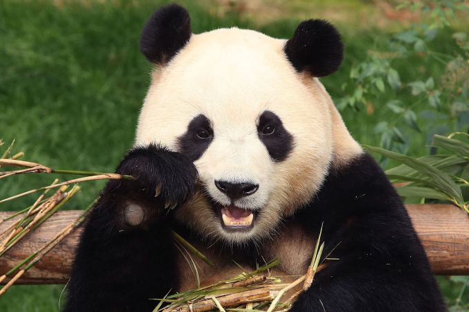&quot;Đỉnh lưu pandabiz&quot; Fubao trong ngày làm cuối cùng tại Hàn: Fan xếp hàng từ 3 giờ sáng chỉ để được gặp trong 5 phút- Ảnh 4.