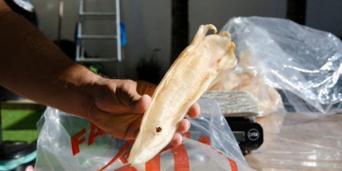 Chinesische Nachfrage nach Fischmaul schwimmen.jpg