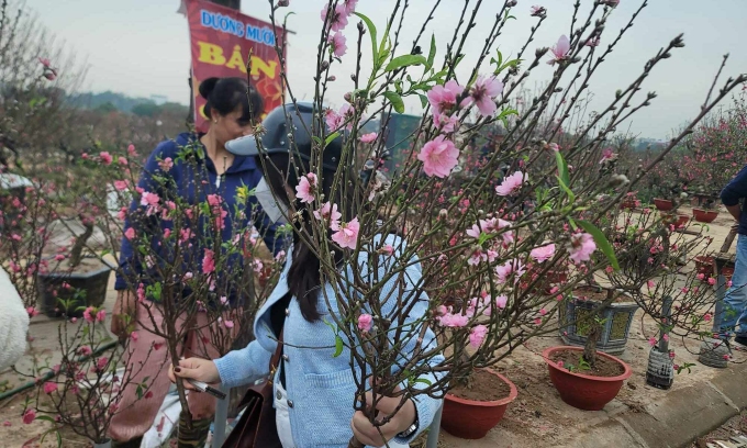 Las ramas de melocotón con un precio de 50.000 a 100.000 VND se venden muy bien en la zona del mercado de flores del pueblo de La Ca, Ha Dong. Foto: Anh Tu