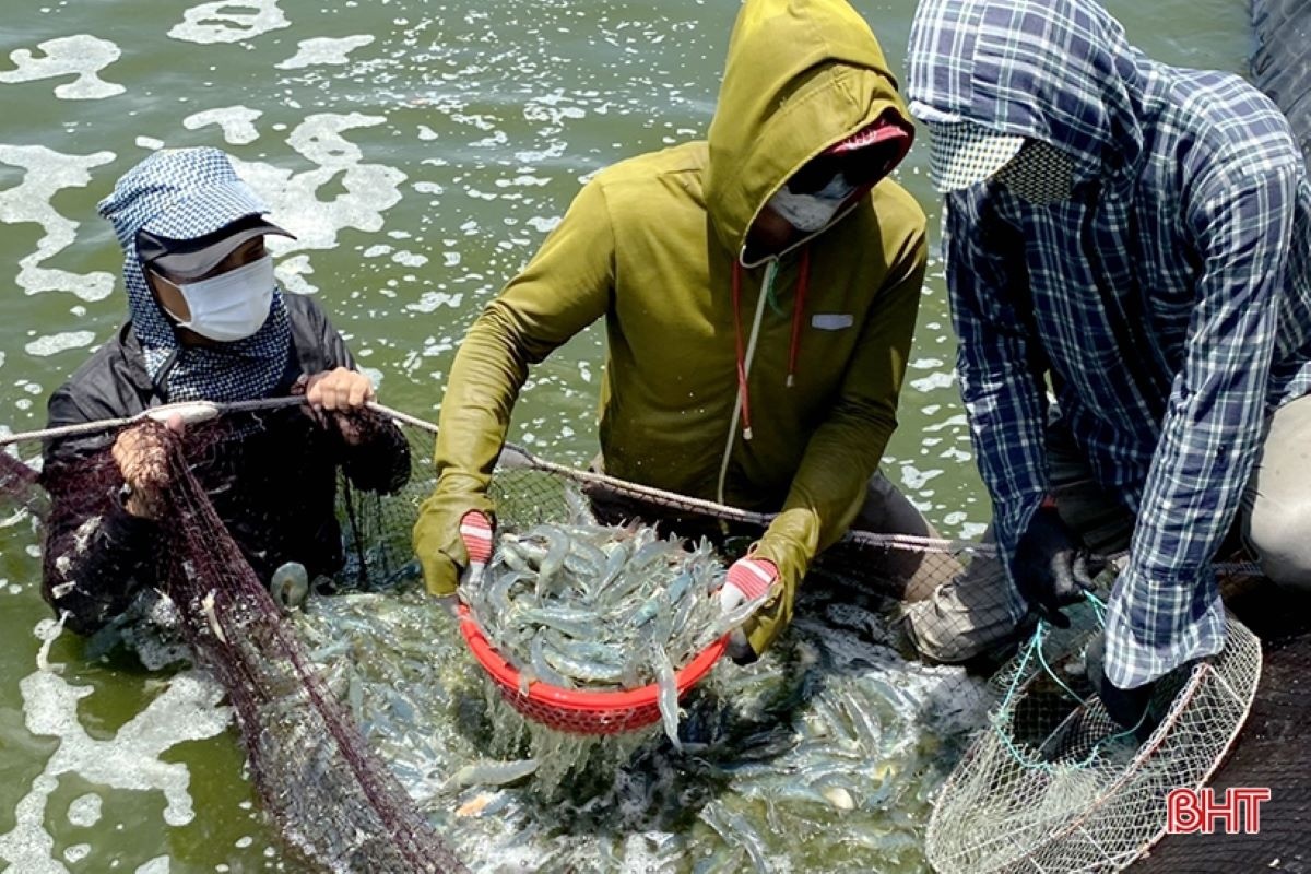 Se espera que las exportaciones de camarón en 2023 alcancen los 3.400 millones de dólares