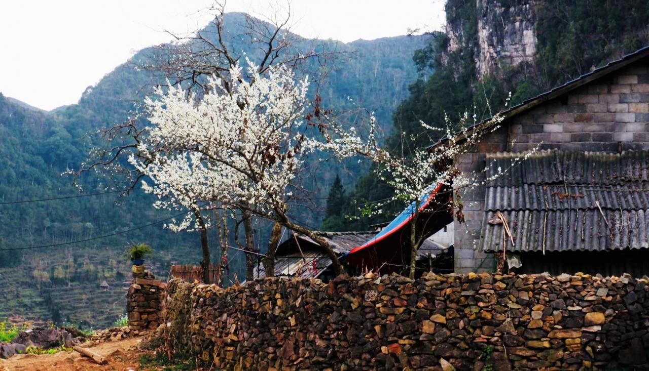 Lao Xa ist nicht so berühmt wie andere Touristendörfer von Ha Giang, beispielsweise Du Gia, Lo Lo Chai, Thien Huong, Nam Dam oder Ban Phung. Lao Xa liegt in der Gemeinde Sung La im Bezirk Dong Van und ist die Wiege des traditionellen Silberschnitzerhandwerks des einheimischen Volkes der H'Mong. Auch dieses Jahr zieht es viele Touristen an, die den Frühling genießen möchten. Foto von : Giang A Phon