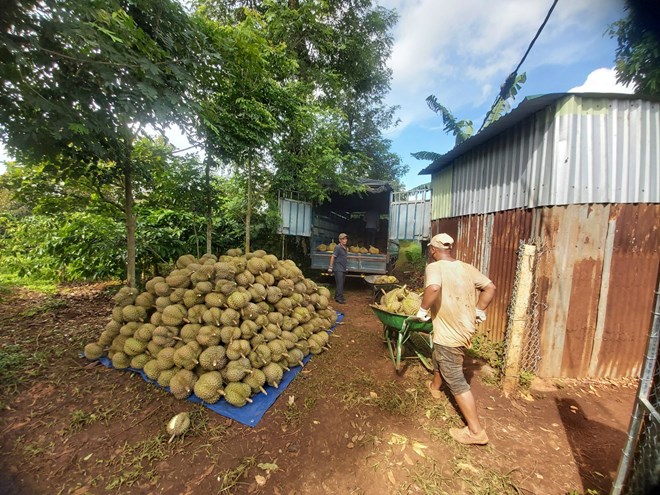 Al final de la temporada de cultivo, se revelan deficiencias en la gestión de los códigos de las zonas de cultivo de durian