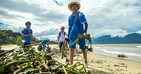 Los jóvenes "desafían el sol" para recoger la lenteja de agua arrastrada por la marea negra tras la cuarta tormenta en Da Nang