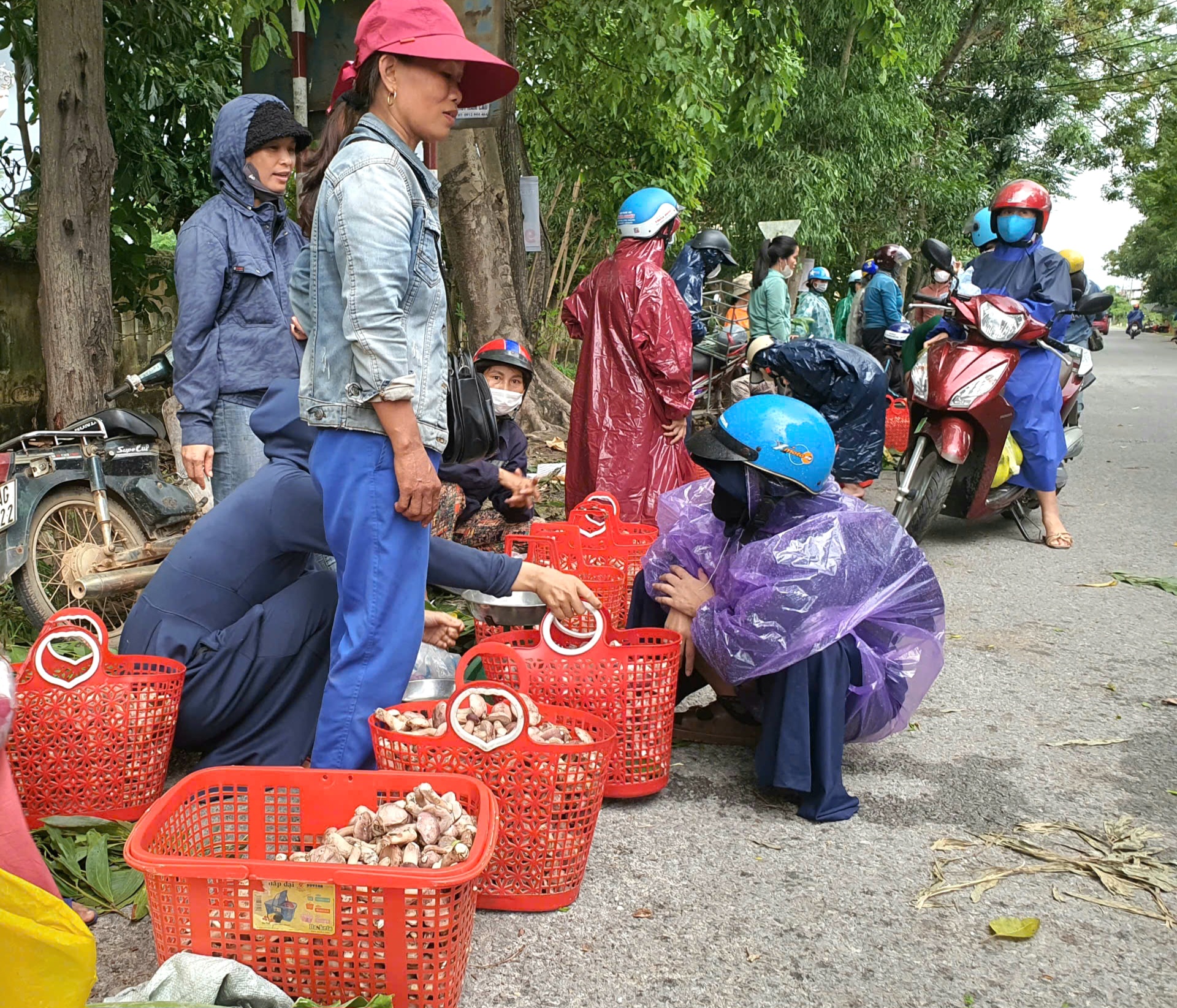 Người dân Quảng Bình rủ nhau đi hái loài nấm béo núc ních, ăn càng đắng càng ngon- Ảnh 1.