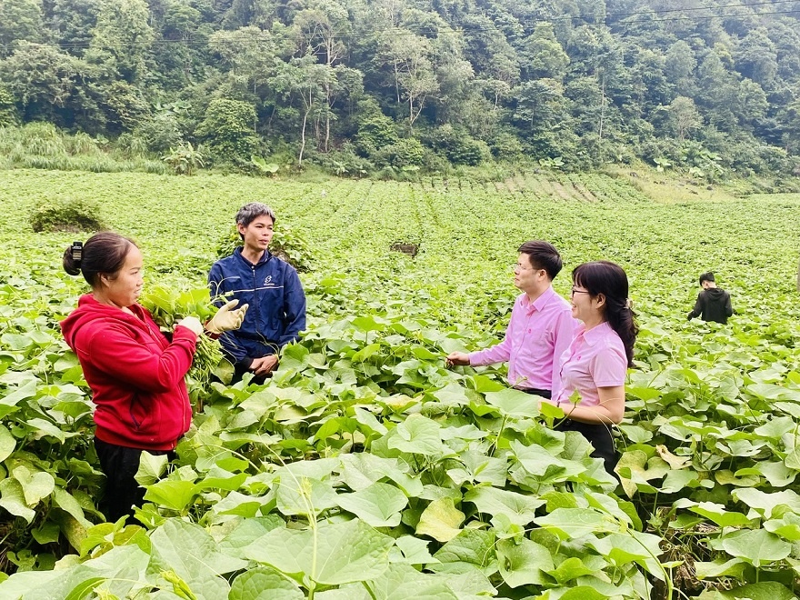 Vườn su su của gia đình ông Đinh Công Nhủ mang lại thu nhập đều hàng năm cho gia đình