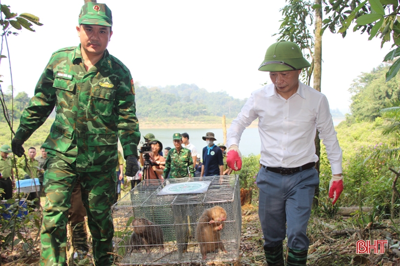 Vu Quang National Park releases 150 animals into the wild