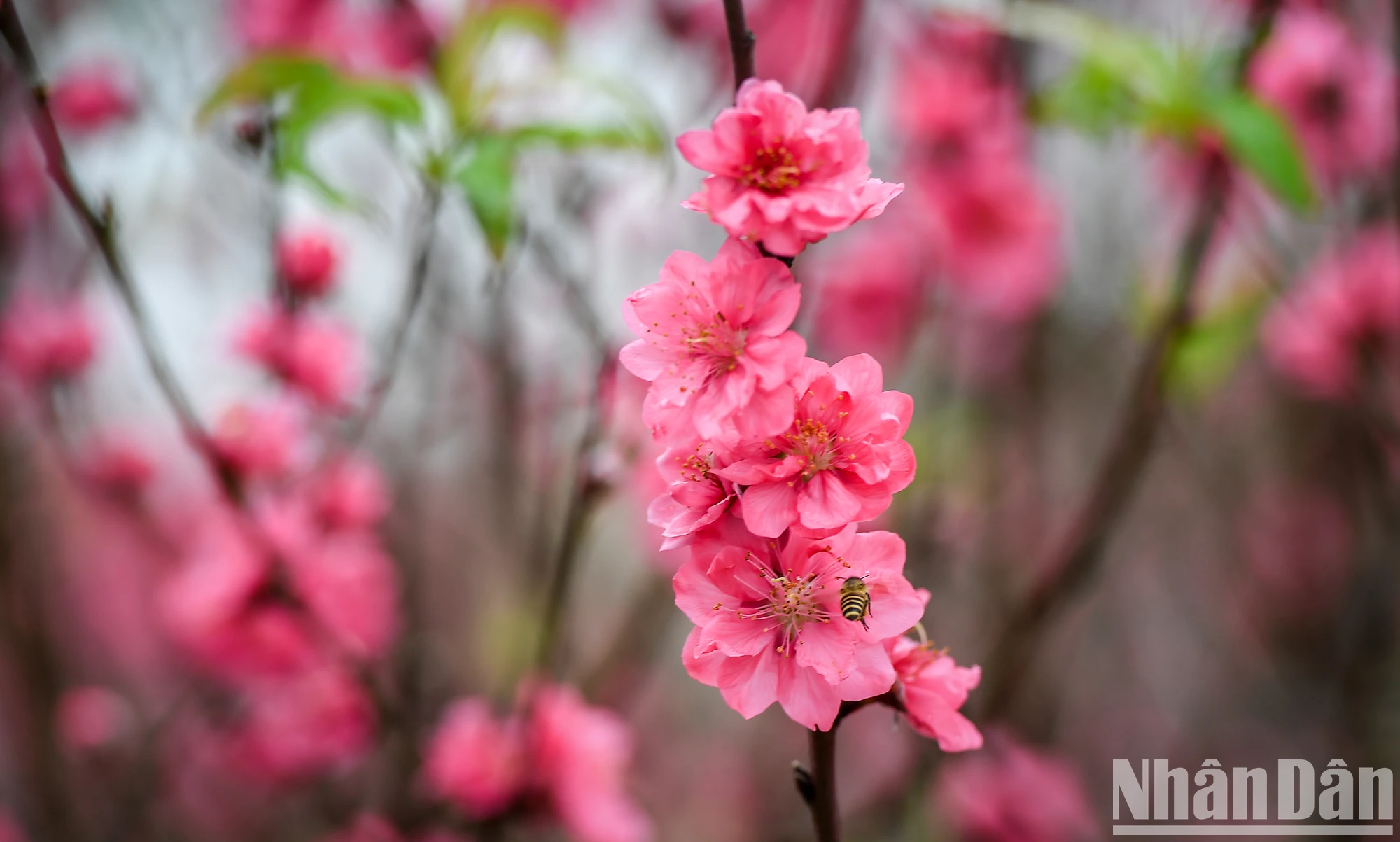 【写真】旧正月前夜に満開となったニャットタン・プートゥオン桃の花村 写真16