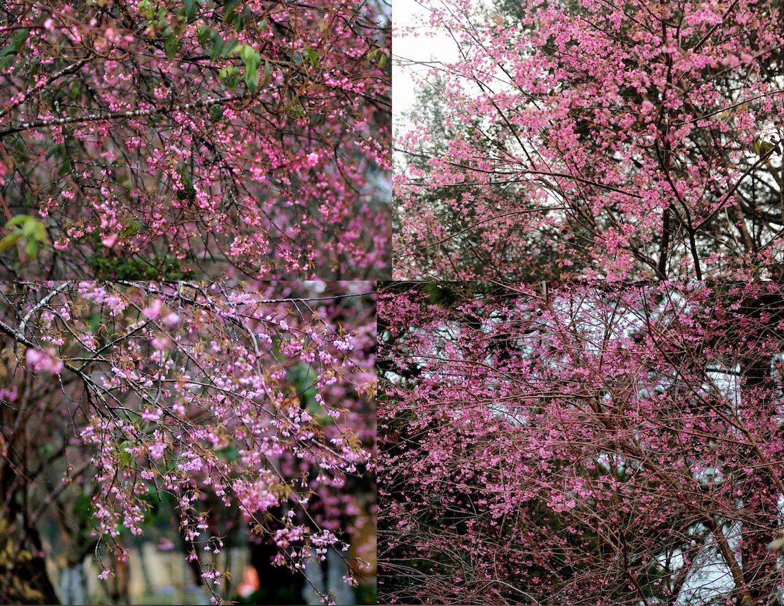 Admiring cherry blossoms 'dying' the whole town of Mang Den in pink photo 10