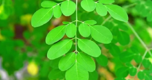 Moringa gilt als „Rindfleisch des armen Mannes“ und beugt Herzkrankheiten und Krebs vor.