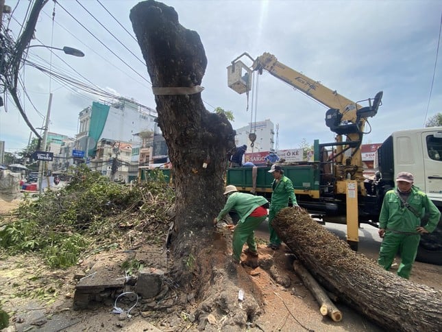 TPHCM ngày càng thiếu cây xanh ảnh 1