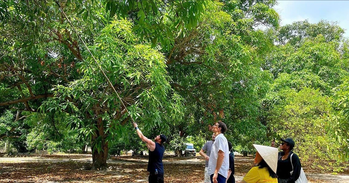 Người dân Cam Lâm làm du lịch từ cây xoài cổ thụ