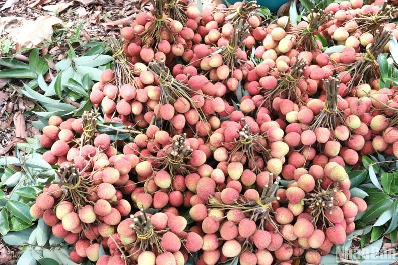 [Photo] Lychee harvest season in the Central Highlands photo 9