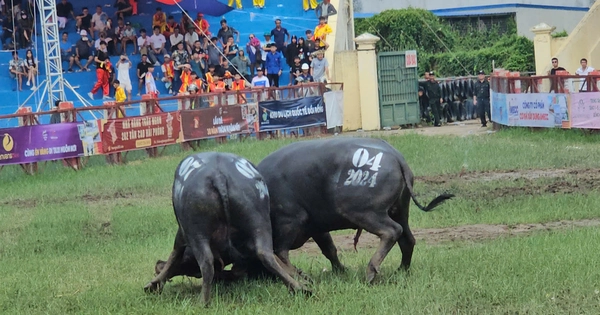 Những điều chưa biết về "ông" trâu vô địch