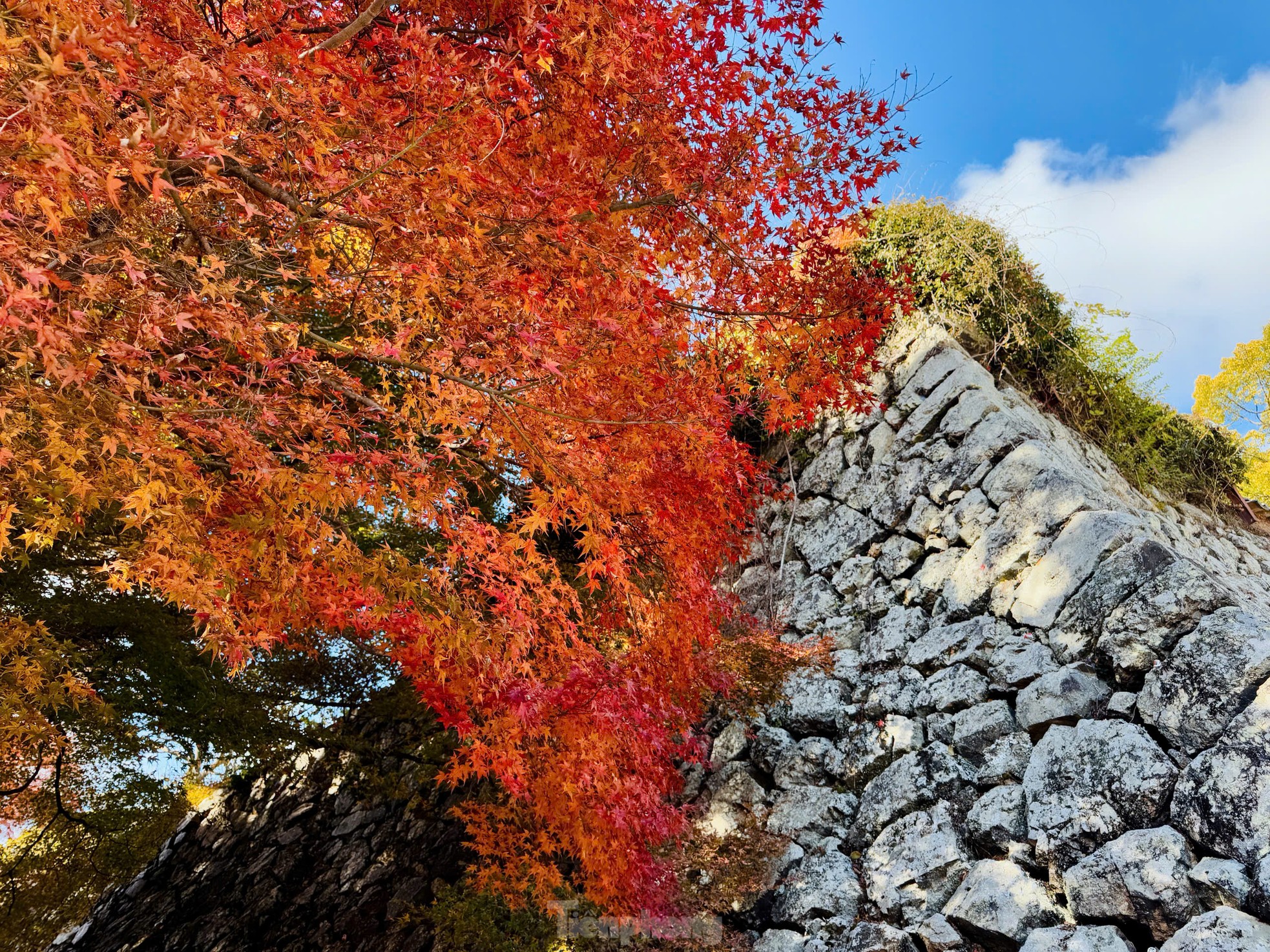 Fasziniert von der Herbstlandschaft mit roten und gelben Blättern in Japan, Foto 12