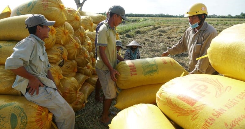 แนวทางแก้ปัญหาเกษตรกรรับมือราคาข้าวแพงในระยะยาว