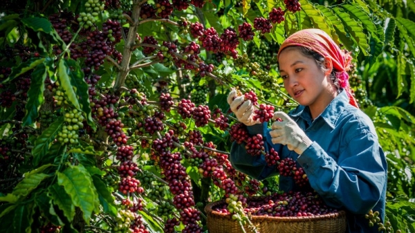 Les exportations de café ont grimpé de 30,9 %