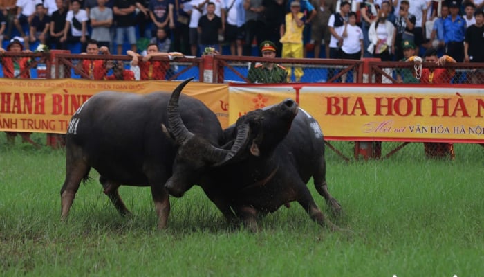 Attraktives Do Son Buffalo Fighting Festival 2024