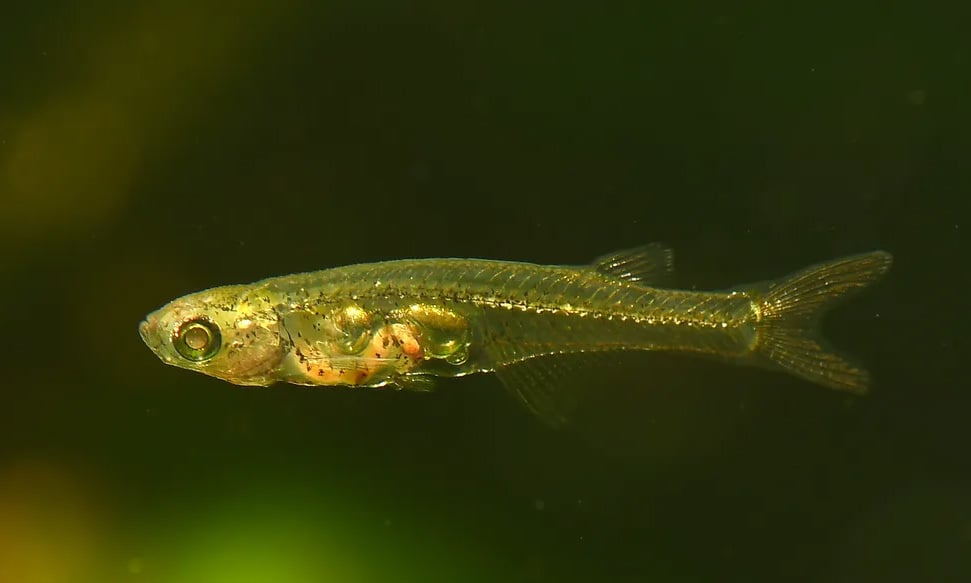 1.2cm long fish makes sound as loud as an airplane