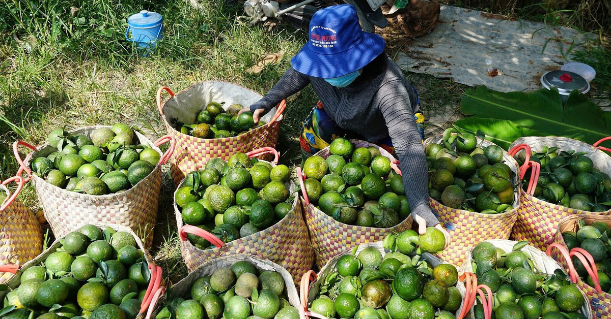 Ký cam sành chỉ bằng ly trà đá, siêu thị tăng tiêu thụ