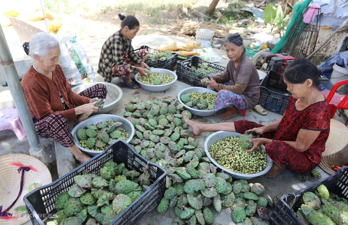 Những người lớn tuổi bóc hạt sen với tiền công 3000 đồng/kg. Ảnh: Sơn Thủy