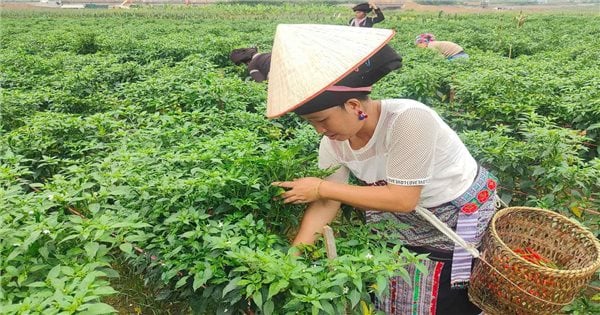 Tam Duong (Lai Chau)៖ ដាស់ស្មារតីងើបឡើងពីភាពក្រីក្រក្នុងចំណោមជនជាតិភាគតិច