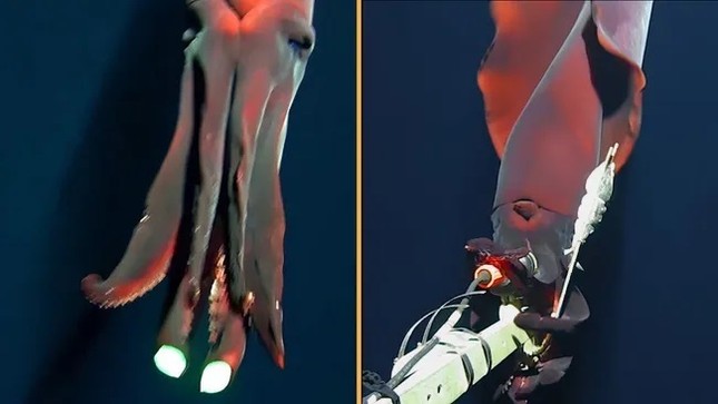 Pulpo ataca la cámara de un buceador (foto 1)