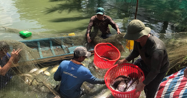 Magnifique poisson-serpent perlé, élevé avec succès par les habitants de Hau Giang dans des étangs en terre, capturé 10 tonnes, vendu pour 65 000 VND/kg