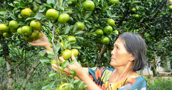 Nông dân Quảng Nam tiêu tiền rủng rỉnh từ trồng cây ăn quả đặc sản, vườn đẹp như phim