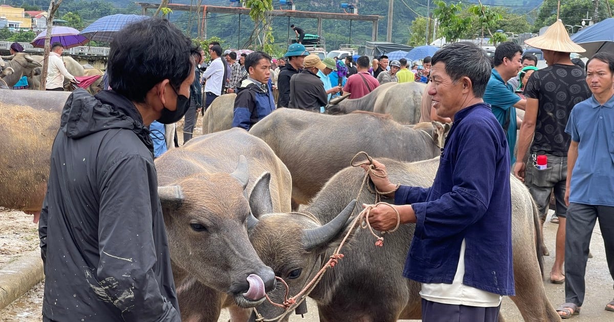 "Sàn giao dịch trâu bò" lớn nhất Tây Bắc