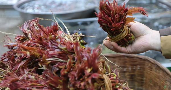 Las verduras silvestres de nuestro país se consideran una especialidad en China, con un precio elevado de hasta 800.000 VND/kg.