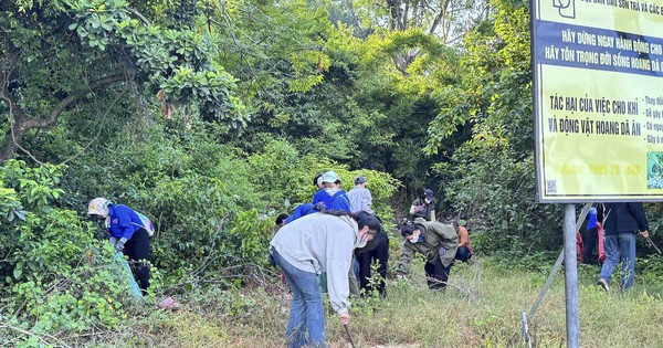 Hàng trăm tình nguyện viên tham gia nhặt rác bảo vệ môi trường và rạn san hô bán đảo Sơn Trà