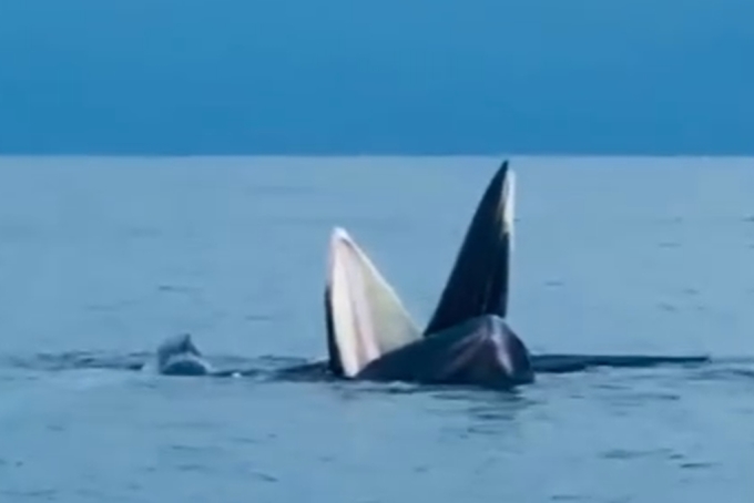 Whales snapping their jaws in Co To sea. Photo: Le Tan