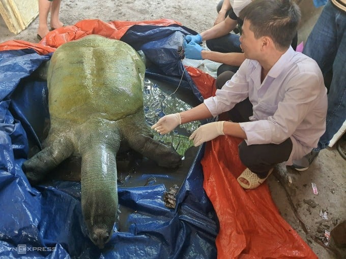 ハノイ、ドンモ湖のホアンキエムガメの死因を調査