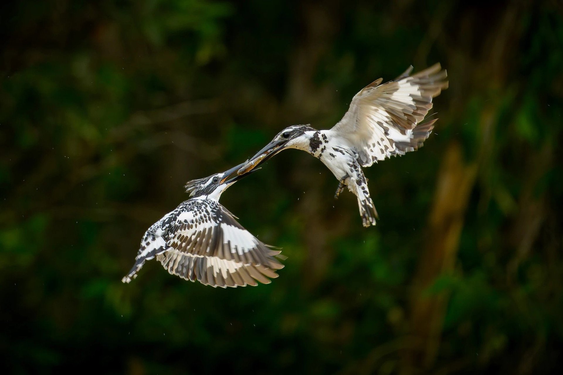 Les touristes aiment voir des volées d'oiseaux nicher naturellement dans le lac Hoan Kiem.