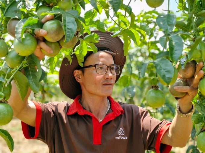 Anh Toại bền vườn chanh dây đạt chuẩn xuất khẩu sang châu Âu. Ảnh: Tuấn Anh.