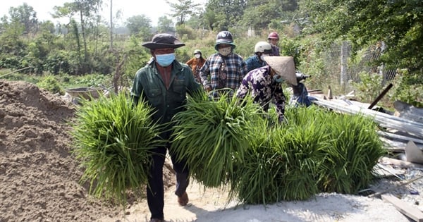 The market only sells weeds in An Giang, a strange market, no meat, fish or fish sauce for sale, a bit of a surprise when arriving