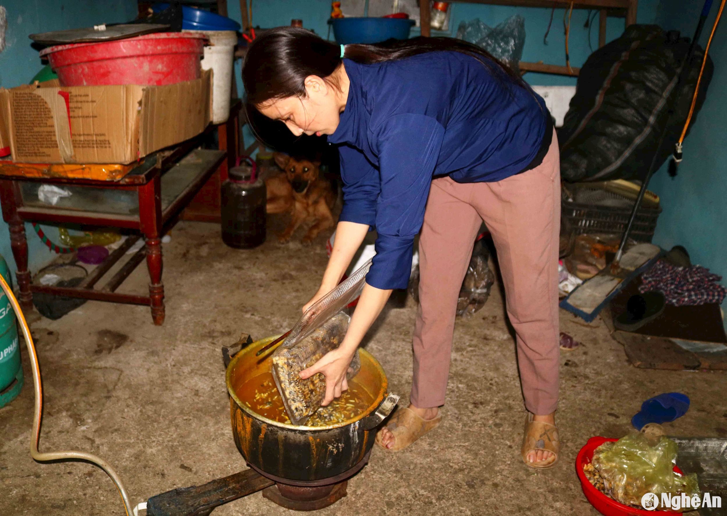 Người dân Nghệ An đổ xô vào rừng săn tổ ong, vài ngày lại có thương lái Trung Quốc đến mua, trả giá tiền triệu- Ảnh 9.