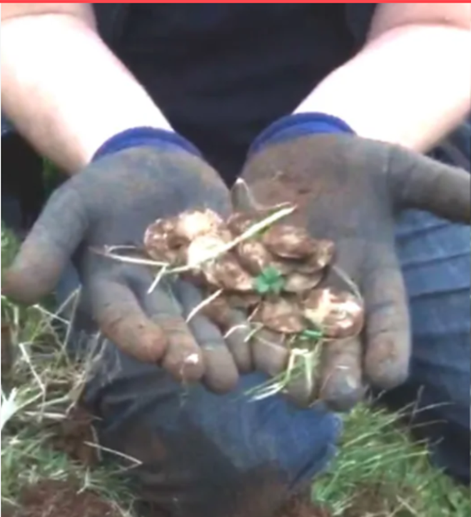 The treasure that the two men dug up was a jar of ancient coins. (Photo: Dailymail)