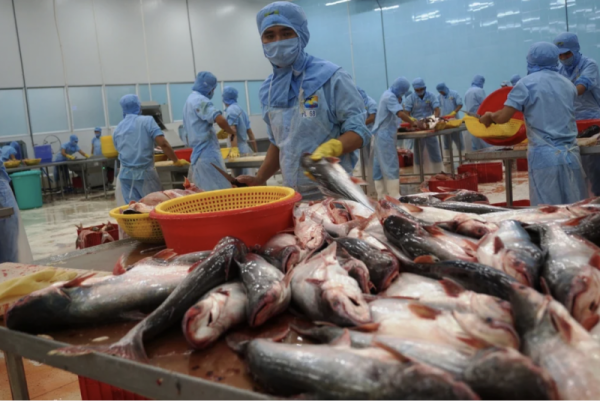 Mehr Chancen für vietnamesischen Pangasius auf dem US-amerikanischen und EU-Markt