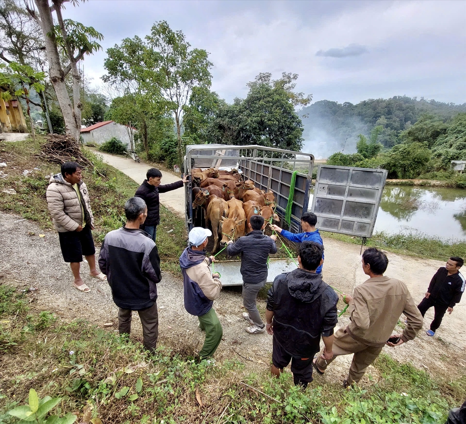 Niềm vui của người dân khi nhận bò sinh sản từ nguồn vốn Chương trình mục tiêu quốc gia giảm nghèo bền vững